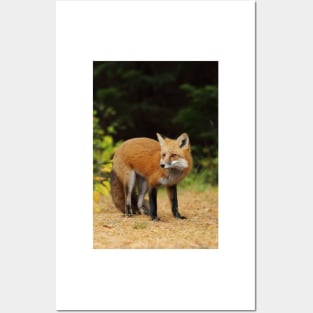 Red Fox - Algonquin Park Posters and Art